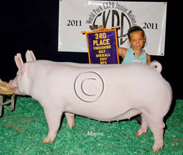 York Gilts